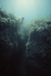 Peat Blocks in Tobacco Range, Belize by John C. Ogden