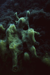 Sponge Grows on Peat in Tobacco Range, Belize by John C. Ogden