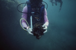 Laury McCook Holds Mangrove Peat in Tobacco Range, Belize by John C. Ogden