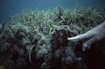 Mangrove Peat in Tobacco Range, Belize by John C. Ogden