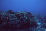 Thin Leaf Lettuce and Stony Corals at Carrie Bow Cay, Belize by John C. Ogden