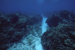 Groove in Fore Reef at Carrie Bow Cay, Belize by John C. Ogden