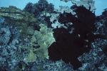 Sponge Overgrowing Acropora in Fore Reef at Carrie Bow Cay, Belize by John C. Ogden