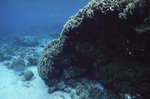 Thin Leaf Lettuce Coral Buttress in Fore Reef at Carrie Bow Cay, Belize by John C. Ogden