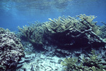 Elkhorn Coral in Fore Reef at Carrie Bow Cay, Belize by John C. Ogden