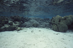 Boulder Star and Finger Corals in Back Reef at Carrie Bow Cay, Belize by John C. Ogden