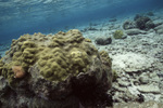 Mustard Hill Coral Mucous in Back Reef at Carrie Bow Cay, Belize by John C. Ogden