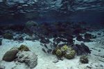 Surgeonfish in Back Reef at Carrie Bow Cay, Belize by John C. Ogden