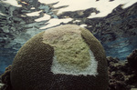 Grazed Symmetrical Brain Coral in Back Reef at Carrie Bow Cay, Belize by John C. Ogden