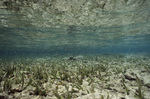 Flowers in Shallow Seagrass Flat at Carrie Bow Cay, Belize by John C. Ogden