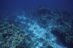 Underwater View of Tobacco Reef, Belize, A by John C. Ogden