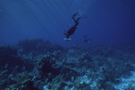 John C. Ogden Dives on Tobacco Reef, Belize by John C. Ogden