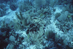 Gorgonians and Thin Leaf Lettuce Coral in Tobacco Reef, Belize by John C. Ogden