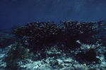 Underwater View of Tobacco Reef, Belize, B by John C. Ogden