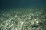 Back Reef Seagrass at Tobacco Reef, Belize by John C. Ogden