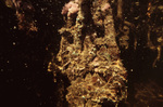 Underwater View of Twin Cays Mangrove Site in Belize, C by John C. Ogden