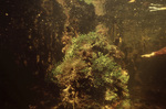 Underwater View of Twin Cays Mangrove Site in Belize, D by John C. Ogden