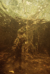 Underwater View of Twin Cays Mangrove Site in Belize, F by John C. Ogden