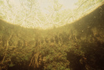 Underwater View of Twin Cays Mangrove Site in Belize, G by John C. Ogden