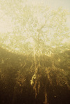 Underwater View of Twin Cays Mangrove Site in Belize, H by John C. Ogden