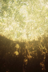 Underwater View of Twin Cays Mangrove Site in Belize, I by John C. Ogden