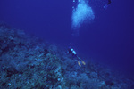 Outer Ridge at Carrie Bow Cay, Belize, 20 meters deep, A by John C. Ogden