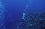 Outer Ridge at Carrie Bow Cay, Belize, 20 meters deep, B by John C. Ogden