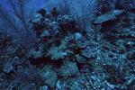 Boulder Star Coral with Lobophora Algae, Outer Ridge at Carrie Bow Cay, Belize by John C. Ogden