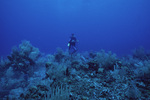 Ian Macintyre at Outer Ridge, Carrie Bow Cay, Belize by John C. Ogden