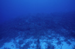 Underwater View of Outer Ridge at Carrie Bow Cay, Belize, A by John C. Ogden