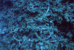 Lobophora and Staghorn Coral Rubble in Outer Ridge at Carrie Bow Cay, Belize by John C. Ogden