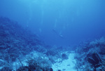 Underwater View of Outer Ridge at Carrie Bow Cay, Belize, B by John C. Ogden