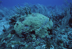 Yellow Finger Coral in Outer Ridge at Carrie Bow Cay, Belize, A by John C. Ogden