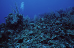 Lobophora Algae in Outer Ridge at Carrie Bow Cay, Belize by John C. Ogden