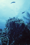 Yellow Finger Coral in Outer Ridge at Carrie Bow Cay, Belize, B by John C. Ogden