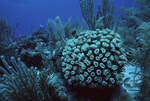 Smooth Flower Coral in Outer Ridge at Carrie Bow Cay, Belize by John C. Ogden