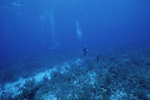 Spur and Groove Formation at Carrie Bow Cay, Belize by John C. Ogden