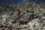 Underwater View of Pelican Cays Patch Reef, Belize, 1 meter deep by John C. Ogden