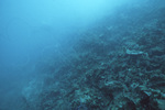 Underwater View of Pelican Cays Patch Reef, Belize, 15 meters deep by John C. Ogden