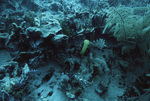 Tunicate in Pelican Cays Patch Reef, Belize by John C. Ogden