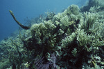 Fire Coral in Pelican Cays Patch Reef, Belize by John C. Ogden