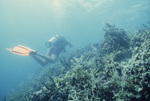 Staghorn Coral in Pelican Cays Patch Reef, Belize by John C. Ogden