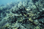 Underwater View of Pelican Cays Patch Reef, Belize by John C. Ogden