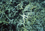 Staghorn Coral with White Band Disease in Pelican Cays Patch Reef, Belize by John C. Ogden