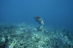 Pair of Gray Angelfish in Pelican Cays Patch Reef, Belize by John C. Ogden