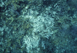 Slump Scar in Pelican Cays Patch Reef, Belize by John C. Ogden