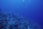 Underwater View of Pinnacle Ridge Near Carrie Bow Cay, Belize, A by John C. Ogden