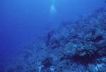 Underwater View of Pinnacle Ridge Near Carrie Bow Cay, Belize, B by John C. Ogden