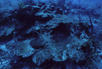 Boulder Star Coral at Pinnacle Ridge Near Carrie Bow Cay, Belize by John C. Ogden