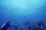 Eagle Rays at Pinnacle Ridge Near Carrie Bow Cay, Belize, A by John C. Ogden